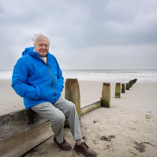 Billede af David Attenborough ved havet.