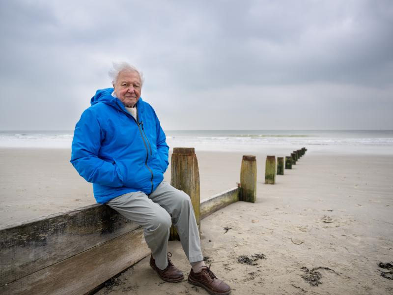 Billede af David Attenborough ved havet.