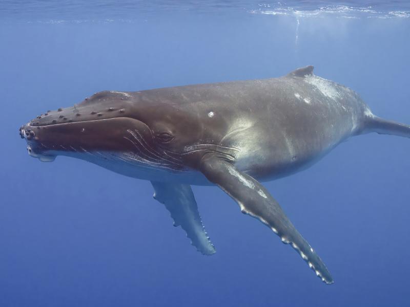 Billede af en hval