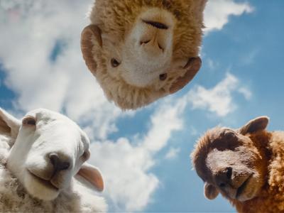 De fårede hovedpersoner fra filmen Fårbrydelsen.