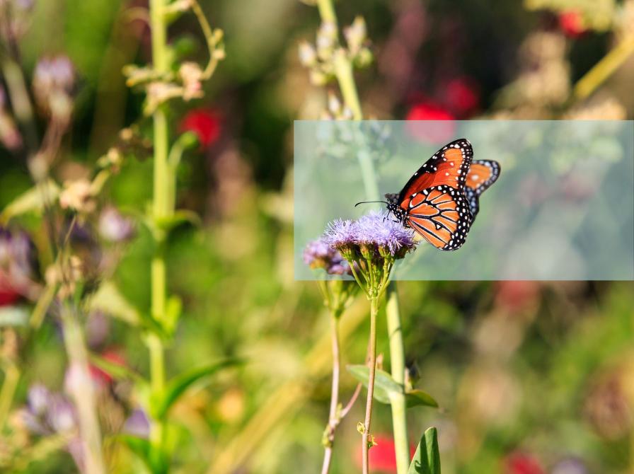 Orange sommerfugl på en lilla blomsterstand med sløret baggrund i en grøn have.